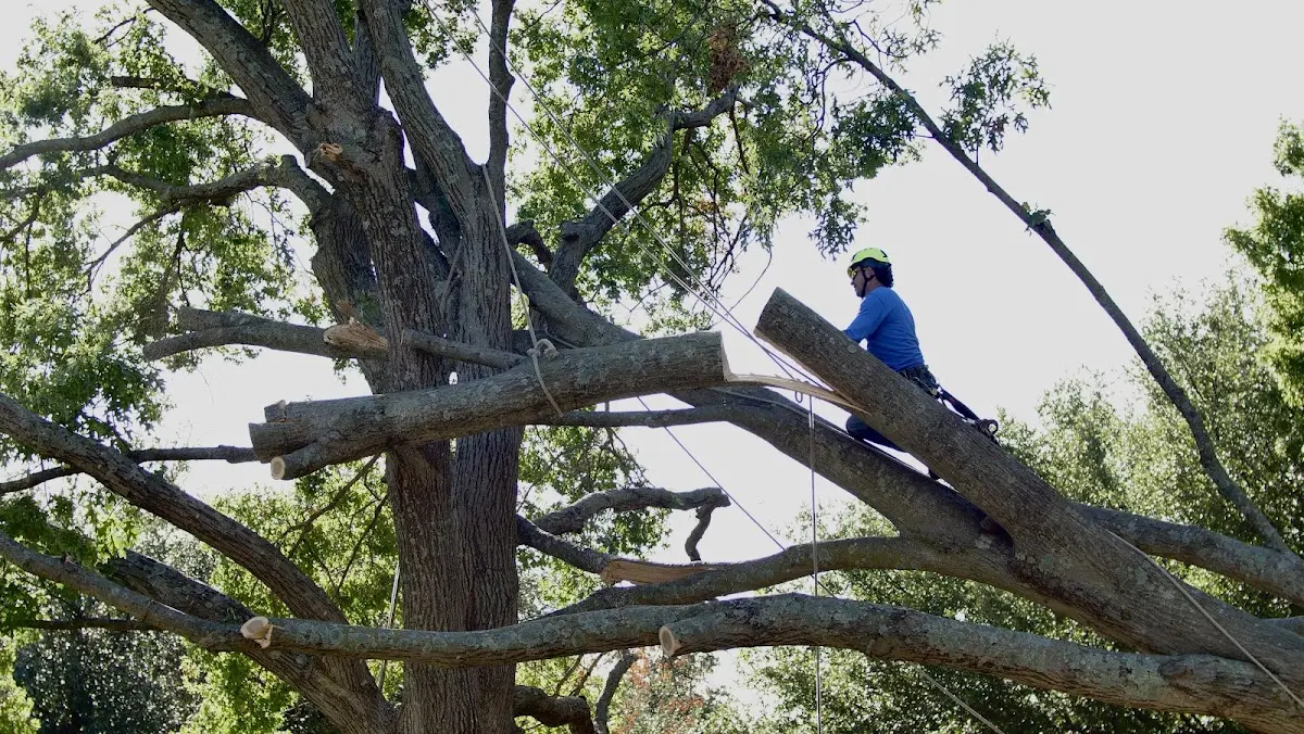 Professional Hazardous Tree Removal performed by certified arborists in Weyanoke
