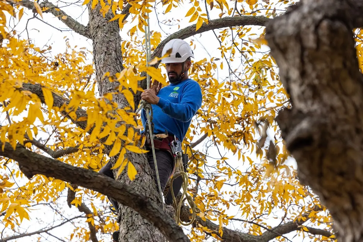 Skilled Tree Transplanting crew working in Weyanoke