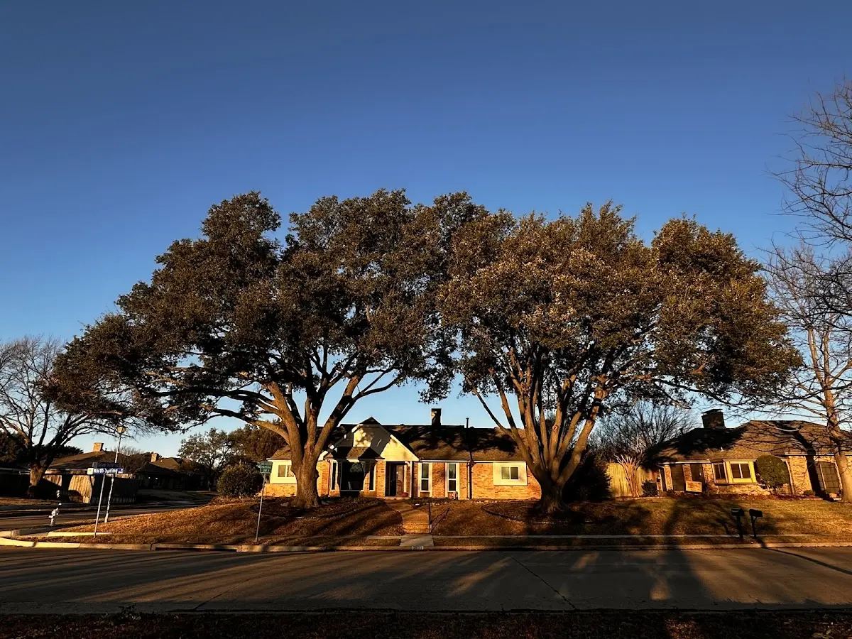 Established residential canopy tree shading a home in Weyanoke
